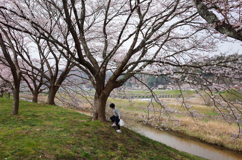 桜2016 木次_f0169147_19335160.jpg