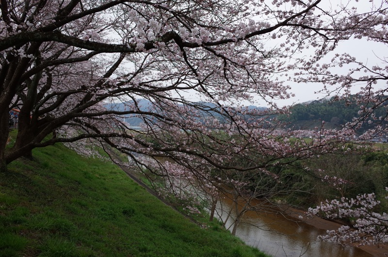 桜2016 木次_f0169147_19342171.jpg