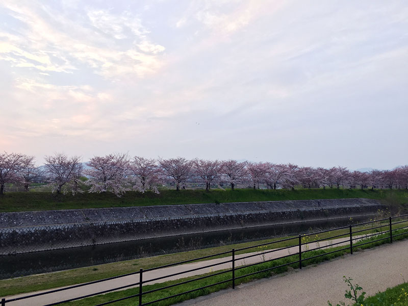 桜の季節がやって来た。_e0149648_2333854.jpg