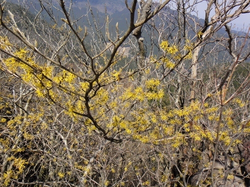 ２０１６年３月２７日　帆柱岳　一ノ宮岳　黒木岳　本多良岳　多良岳_c0179351_11340976.jpg