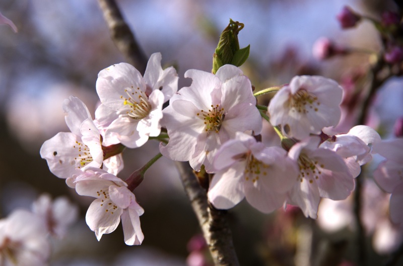 桜公園_c0238352_21161379.jpg