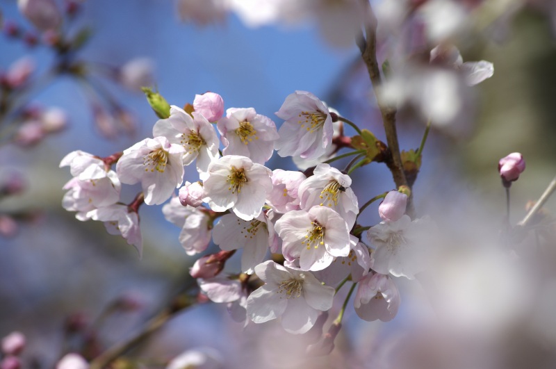 桜公園_c0238352_21171342.jpg