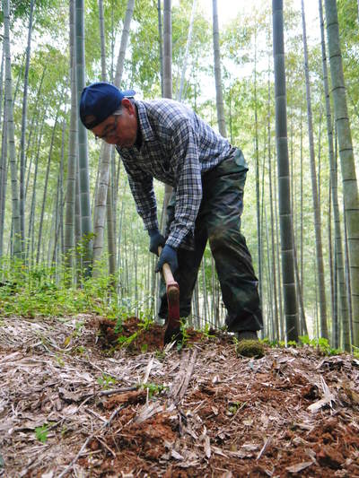 幻の白い「長生たけのこ」 本日より収穫及び即日発送!朝掘りの収穫の様子を密着取材!!(前編)_a0254656_16583072.jpg