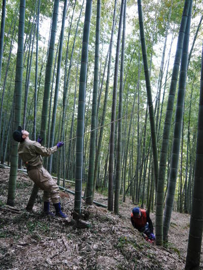 幻の白い「長生たけのこ」 本日より収穫及び即日発送!朝掘りの収穫の様子を密着取材!!(前編)_a0254656_1728025.jpg