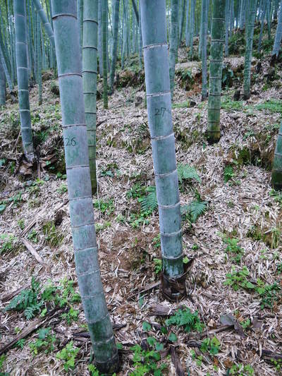 幻の白い「長生たけのこ」 本日より収穫及び即日発送!朝掘りの収穫の様子を密着取材!!(前編)_a0254656_1751353.jpg