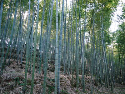 幻の白い「長生たけのこ」 本日より収穫及び即日発送!朝掘りの収穫の様子を密着取材!!(前編)_a0254656_18122295.jpg