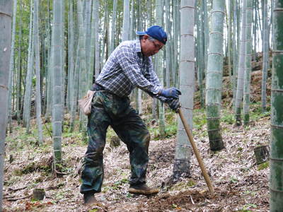 幻の白い「長生たけのこ」 本日より収穫及び即日発送!朝掘りの収穫の様子を密着取材!!(前編)_a0254656_184343.jpg