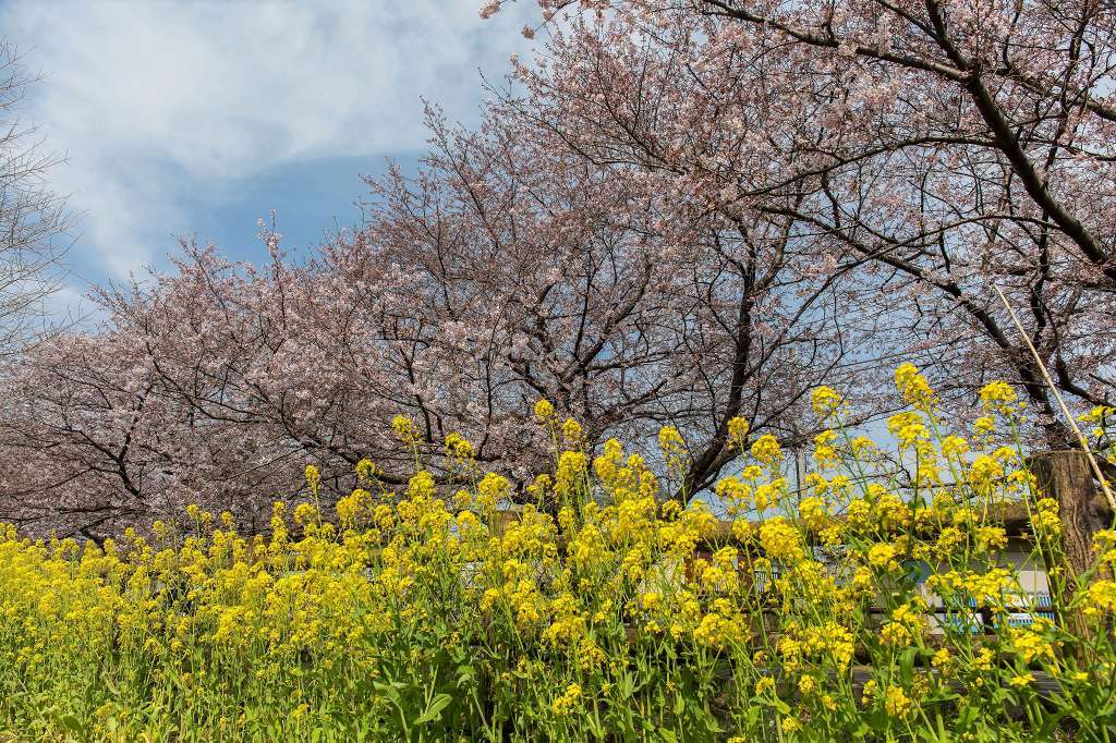 桜はまだ5分咲きです_f0044056_17300369.jpg