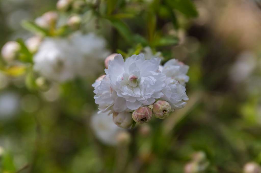桜はまだ5分咲きです_f0044056_17342701.jpg