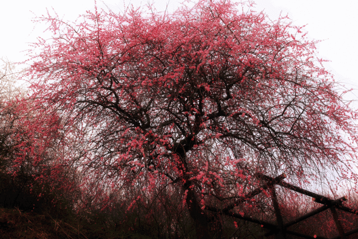 b0277257_20182231.gif