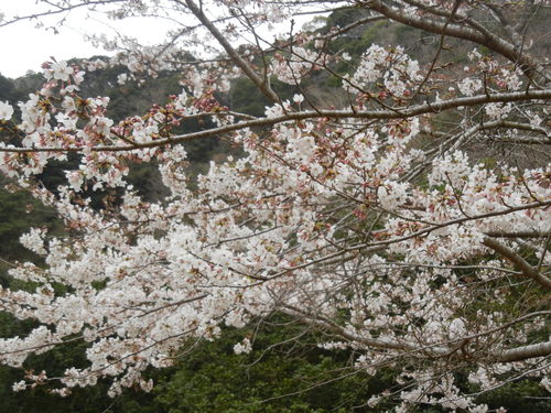 ’１６，３，３１（木）勝浦の桜も５分咲きかな？_f0060461_10475237.jpg