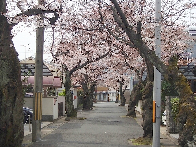 鳥羽の藤観賞ウオーク下見_b0044663_13022131.jpg