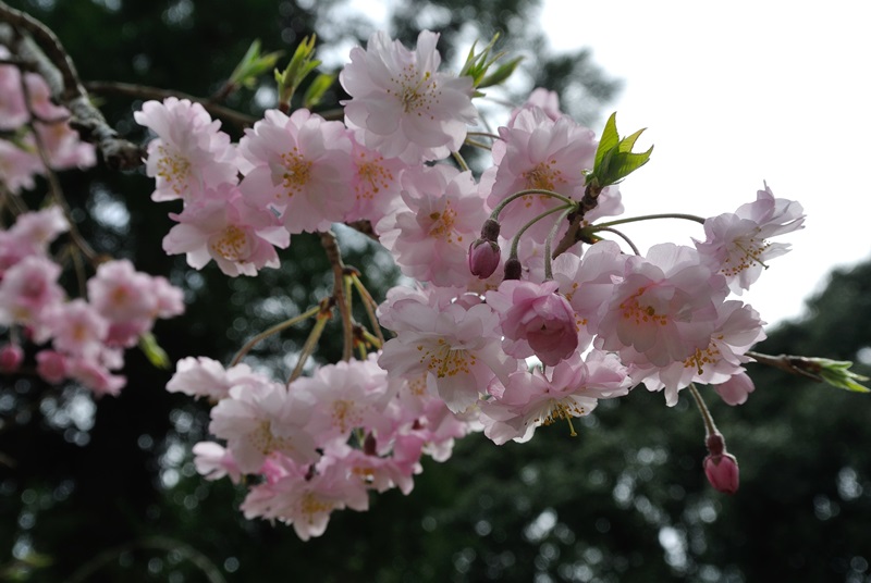 醍醐寺の桜_a0277866_16295100.jpg