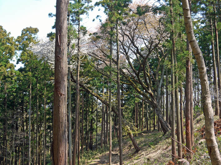 六国見山・夫婦桜の妻桜満開、ヤマツツジ開花3・31_c0014967_22113313.jpg