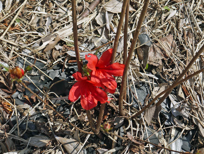 六国見山・夫婦桜の妻桜満開、ヤマツツジ開花3・31_c0014967_2243914.jpg