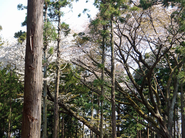 六国見山・夫婦桜の妻桜満開、ヤマツツジ開花3・31_c0014967_2252035.jpg
