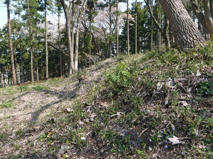 六国見山・夫婦桜の妻桜満開、ヤマツツジ開花3・31_c0014967_2274593.jpg