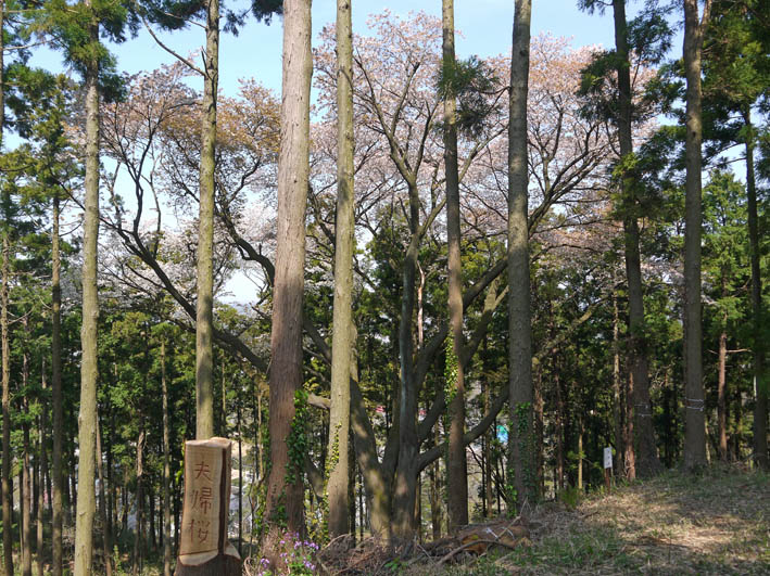 六国見山・夫婦桜の妻桜満開、ヤマツツジ開花3・31_c0014967_229273.jpg