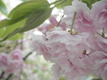 見納め…造幣局の桜☆_a0348473_12431039.jpg