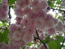 見納め…造幣局の桜☆_a0348473_12431059.jpg