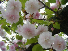 見納め…造幣局の桜☆_a0348473_12431078.jpg