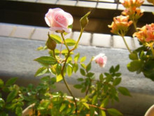 おかえりなさいと苺の経過_a0348473_12432122.jpg