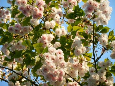 造幣局の桜達_a0348473_12432617.jpg