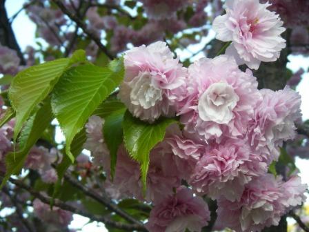 造幣局の桜達_a0348473_12432665.jpg