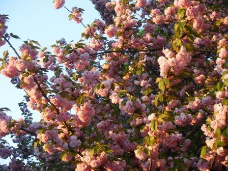 造幣局の桜達_a0348473_12432715.jpg