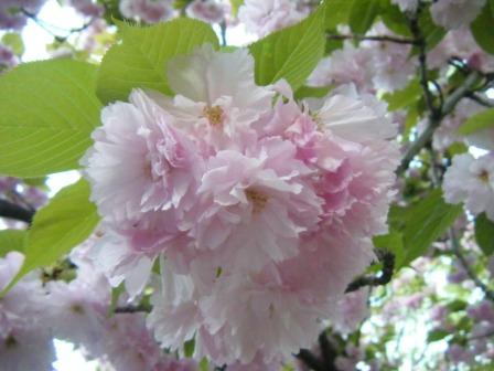 造幣局の桜達_a0348473_12432732.jpg