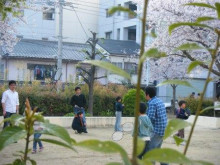 お花見とケーキ_a0348473_12434847.jpg