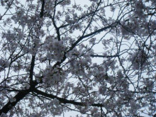 パン倶楽部【４月号】　お花見_a0348473_12434989.jpg