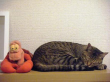 トラ吉の寝顔と「家政猫は見た！」_a0348473_12461025.jpg