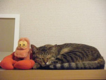 トラ吉の寝顔と「家政猫は見た！」_a0348473_12461056.jpg