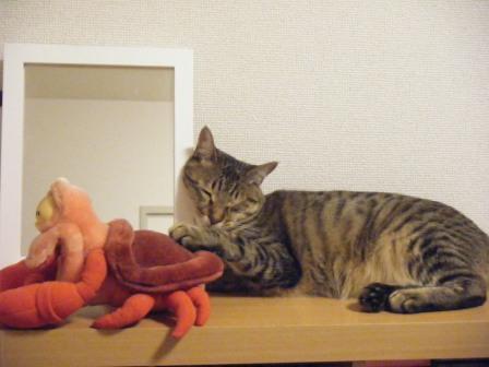 トラ吉の寝顔と「家政猫は見た！」_a0348473_12461140.jpg