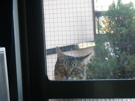 トラ吉の寝顔と「家政猫は見た！」_a0348473_12461149.jpg
