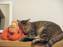 トラ吉の寝顔と「家政猫は見た！」_a0348473_12461174.jpg