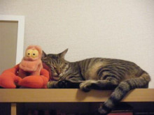 トラ吉の寝顔と「家政猫は見た！」_a0348473_12461178.jpg