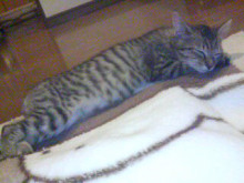 【トラ吉】幼少期の写真　寝る＆お出掛け_a0348473_12464120.jpg