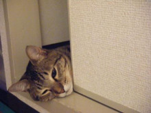 トラ吉が涼しいところ☆ベスト３_a0348473_12475981.jpg
