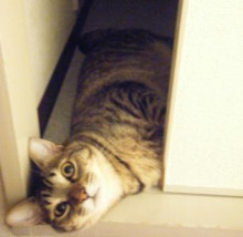 トラ吉が涼しいところ☆ベスト３_a0348473_12475998.jpg