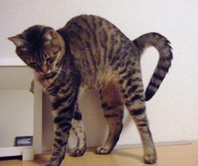 トラ吉の足の長さ(>艸<*)_a0348473_12493995.jpg