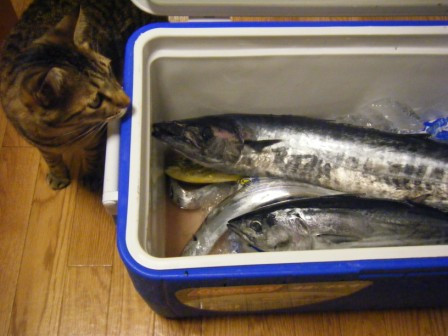 旦那様の釣果【09.10.04】_a0348473_12501769.jpg