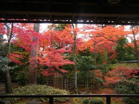 紅葉狩り＠金閣寺～妙心寺_a0348473_12503059.jpg