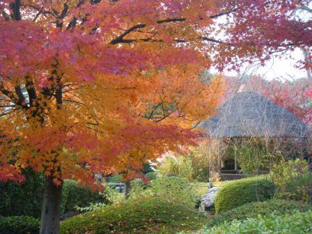 紅葉狩り＠金閣寺～妙心寺_a0348473_12503083.jpg