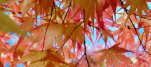 私のNEW酵母【ユズ】_a0348473_12505645.jpg