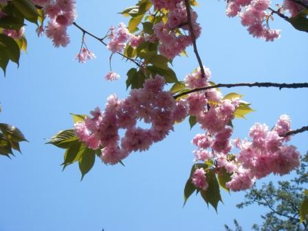 松江イングリッシュガーデンと旅の花たち。_a0348473_12592319.jpg