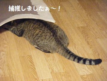 頭隠して。。。トラ吉のかくれんぼ！？_a0348473_13013900.jpg