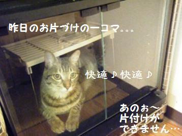 頭隠して。。。トラ吉のかくれんぼ！？_a0348473_13013911.jpg