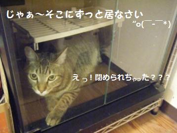 頭隠して。。。トラ吉のかくれんぼ！？_a0348473_13013916.jpg
